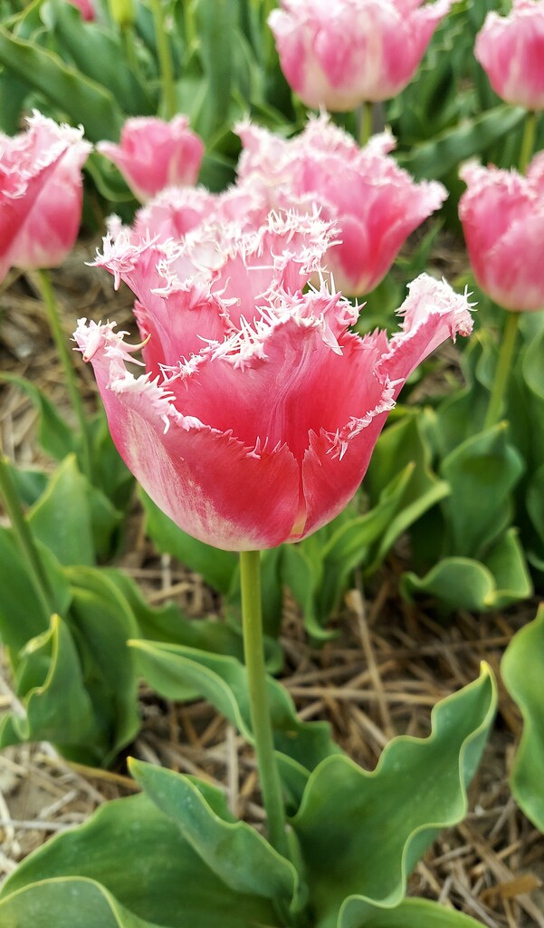 (Frilly) Tulips II by harbie