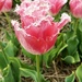 (Frilly) Tulips II