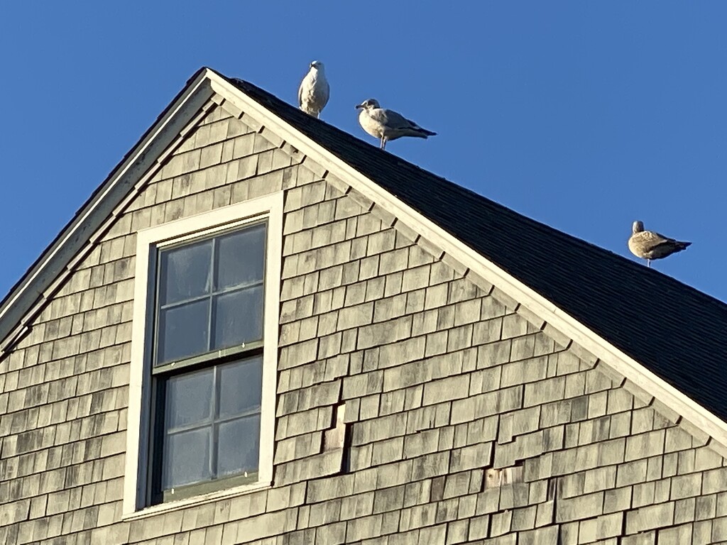 Gulls on the Roof by clay88