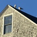 Gulls on the Roof