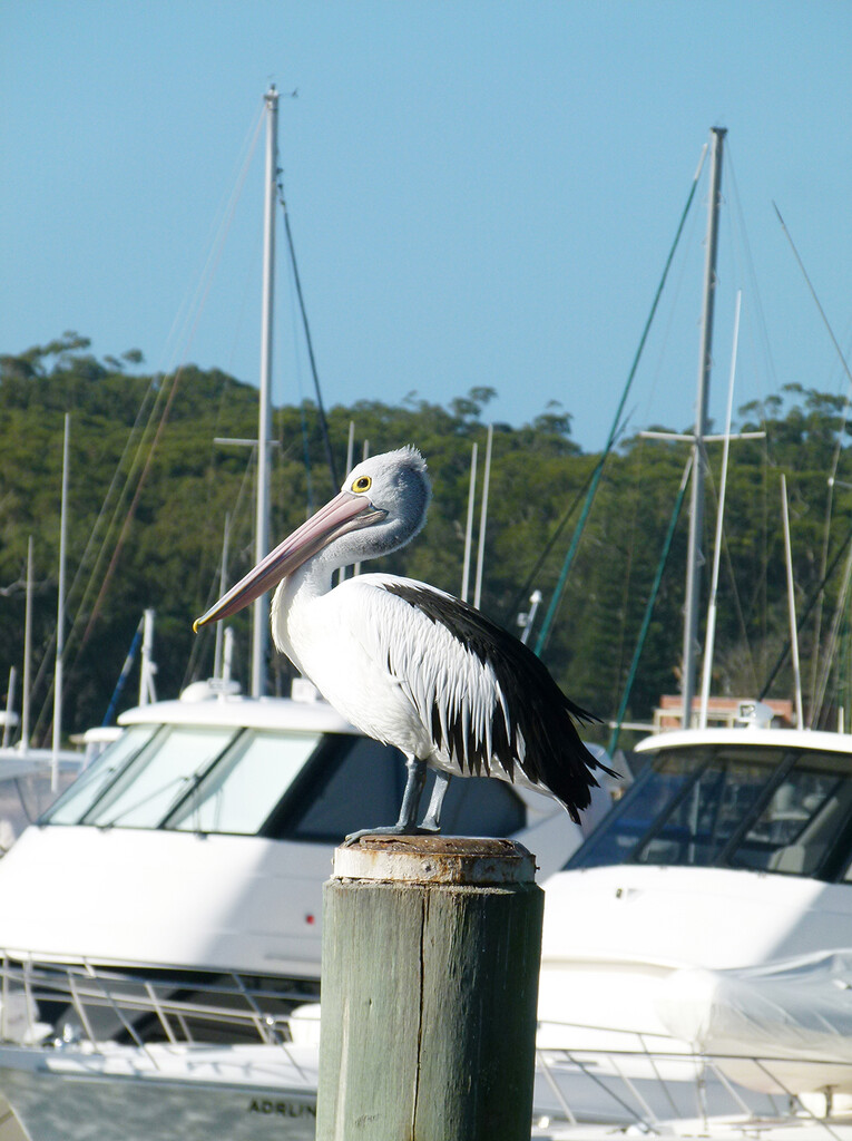 Pelican on Guard Duty by onewing
