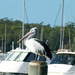 Pelican on Guard Duty
