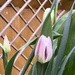 Tulips in garden by anne2013