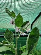 15th May 2022 - Eggplant Flowers 