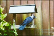 16th May 2022 - Jack-daw.