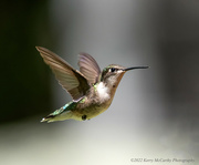15th May 2022 - Female Ruby-throated hummingbird