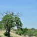 The tough scrub oak