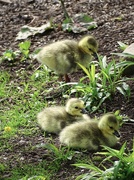 9th May 2022 - Baby Canadas
