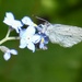 Little blue butterfly