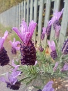 16th May 2022 - Butterfly Lavender