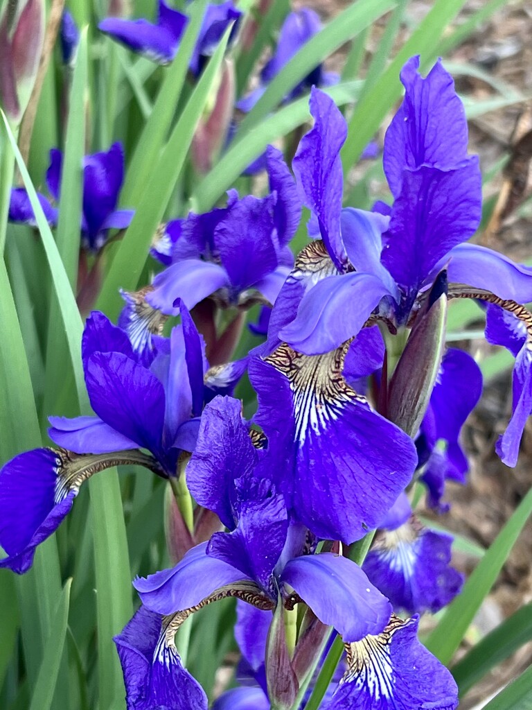 Japanese Iris by calm