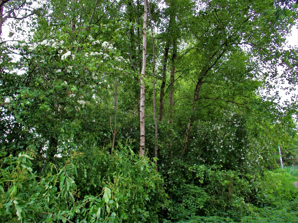 Hawthorn and tall Birch trees. Eachill. Rishton. by grace55