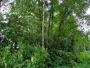 16th May 2022 - Hawthorn and tall Birch trees. Eachill. Rishton.