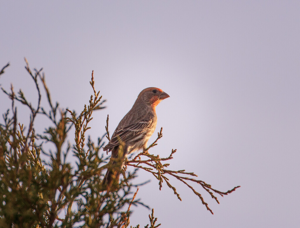 house finch by aecasey