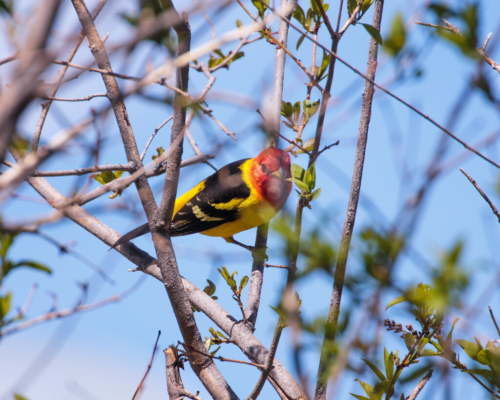 Western Tanager by aecasey