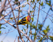 15th May 2022 - Western Tanager