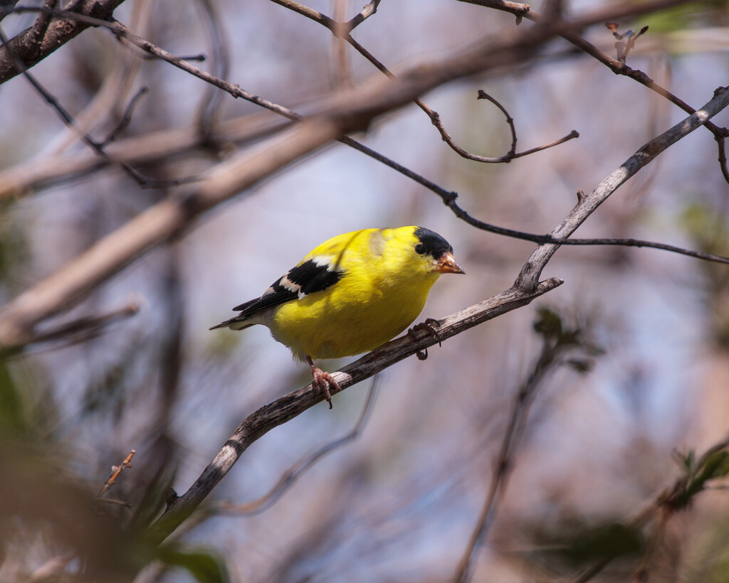 American Goldfinch by aecasey