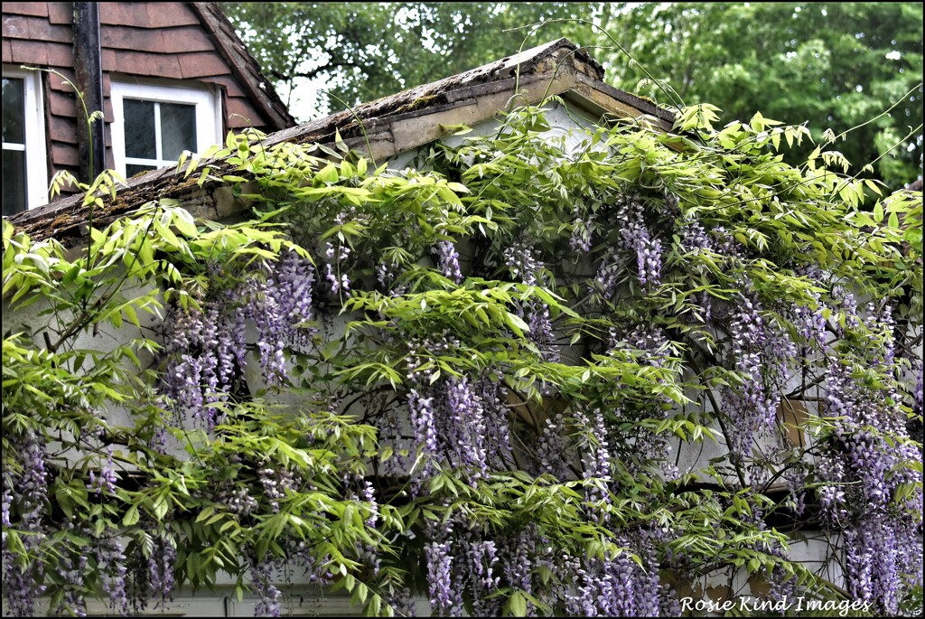 Wisteria on the kitchen wall by rosiekind