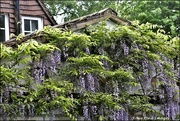 16th May 2022 - Wisteria on the kitchen wall