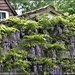 Wisteria on the kitchen wall by rosiekind