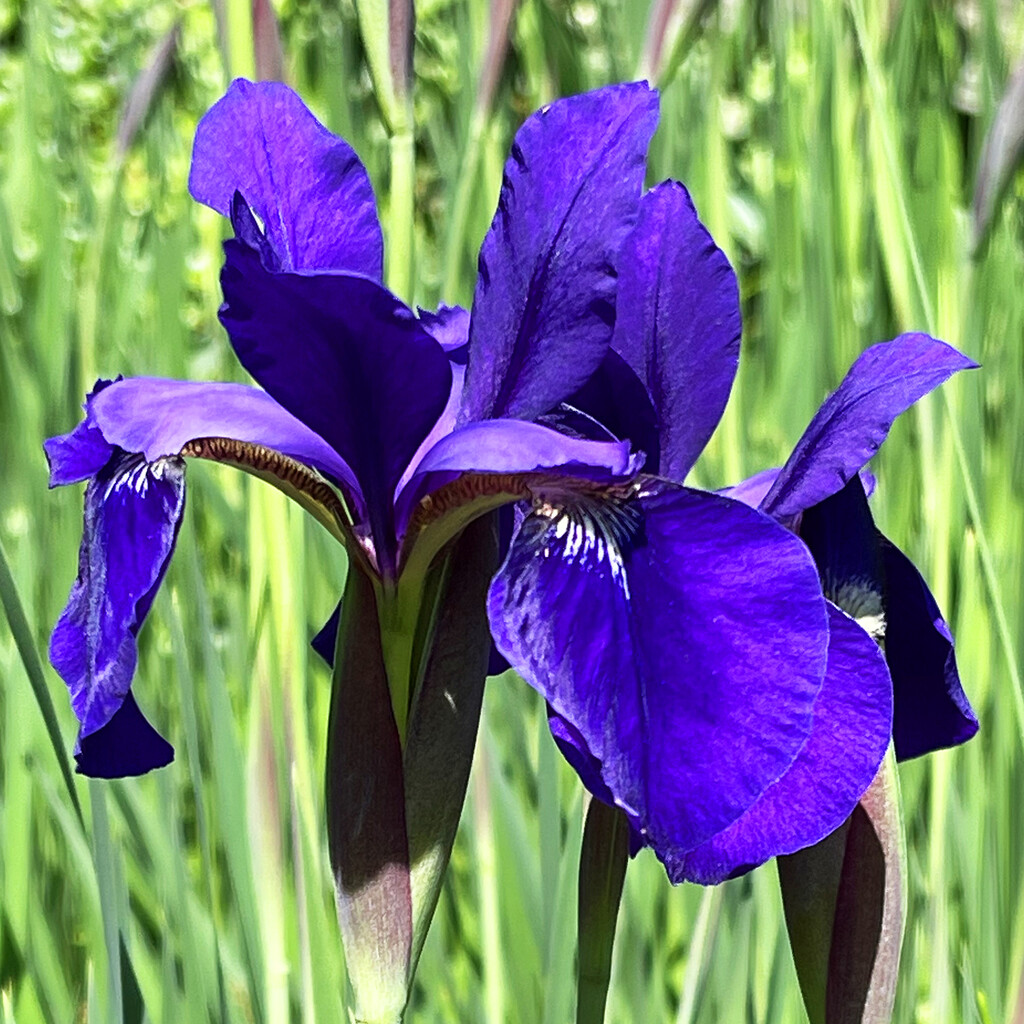 Irises | Variation 1 by yogiw