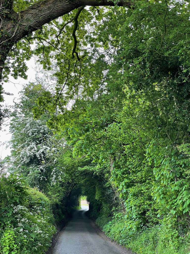 A Leafy Lane by 365projectmaxine