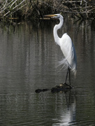 16th May 2022 - great egret 