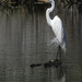 great egret 