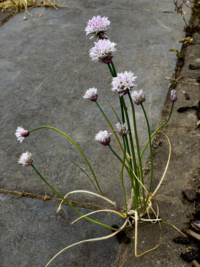 05-16 - Chives by talmon