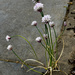 05-16 - Chives by talmon