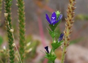 17th May 2022 - Weeds and wildflowers...