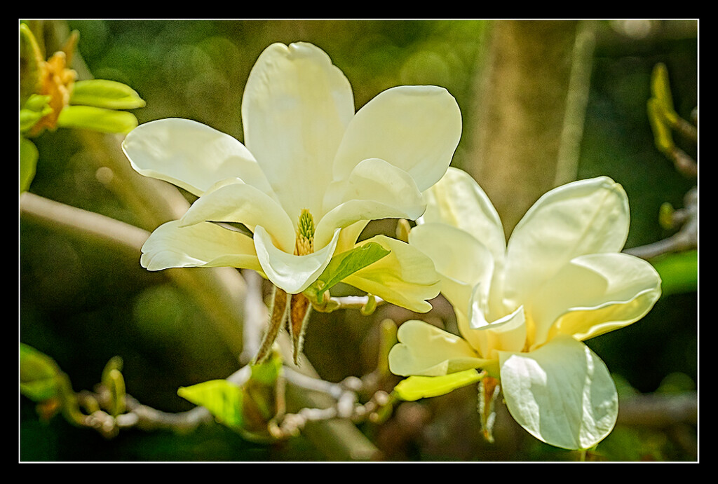 Yellow Magnolias  by gardencat