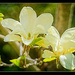 Yellow Magnolias  by gardencat
