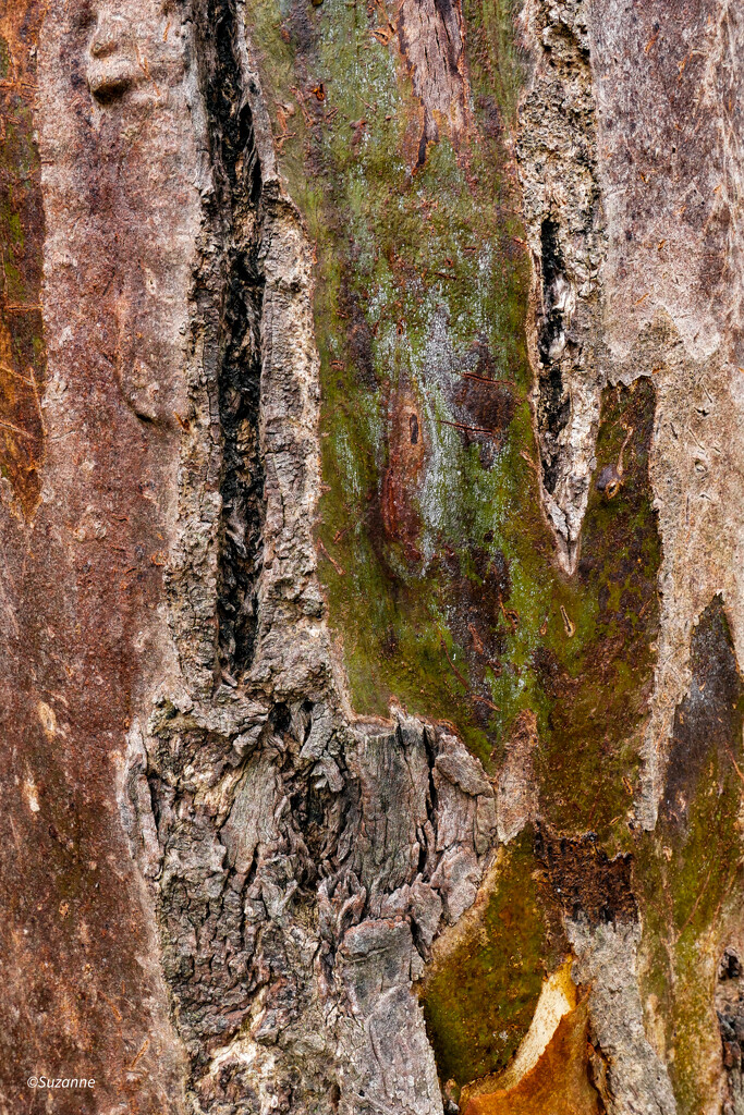 Bark textures by ankers70
