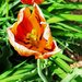 Last of the tulips