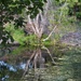 Reflection Pond ~     