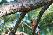 15th May 2022 - May 15 Cardinal Does Not Look Happy With Me IMG_6268A