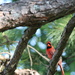 May 15 Cardinal Does Not Look Happy With Me IMG_6268A by georgegailmcdowellcom