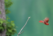 16th May 2022 - May 16 Cardinal flies away just a I had the right fcusIMG_6280