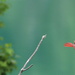 May 16 Cardinal flies away just a I had the right fcusIMG_6280 by georgegailmcdowellcom