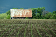 15th May 2022 - Barn in the Corn Field