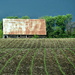 Barn in the Corn Field by genealogygenie