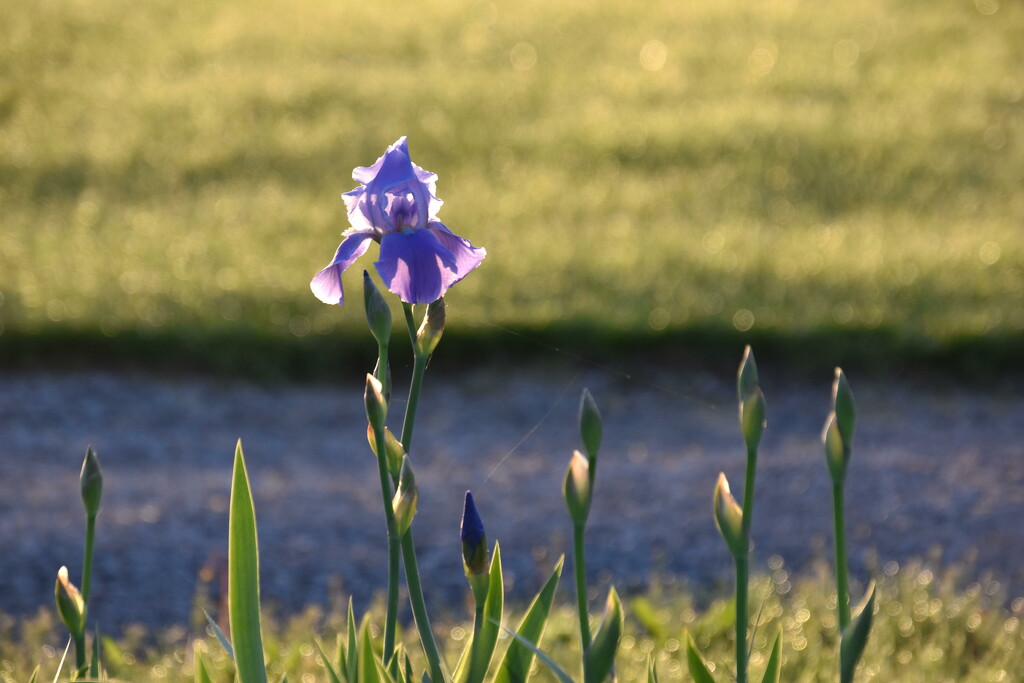 First Iris to Bloom by genealogygenie