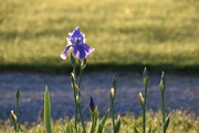 13th May 2022 - First Iris to Bloom