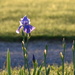 First Iris to Bloom