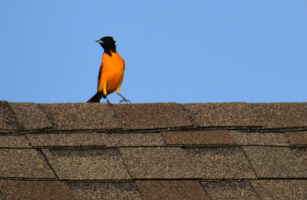 Oriole on the Roof by genealogygenie