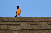 10th May 2022 - Oriole on the Roof