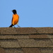 Oriole on the Roof
