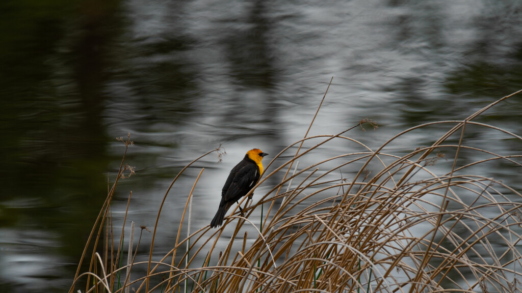 Yellowheaded Blackbird by teriyakih