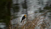 15th May 2022 - Yellowheaded Blackbird